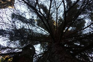 trees-(17)