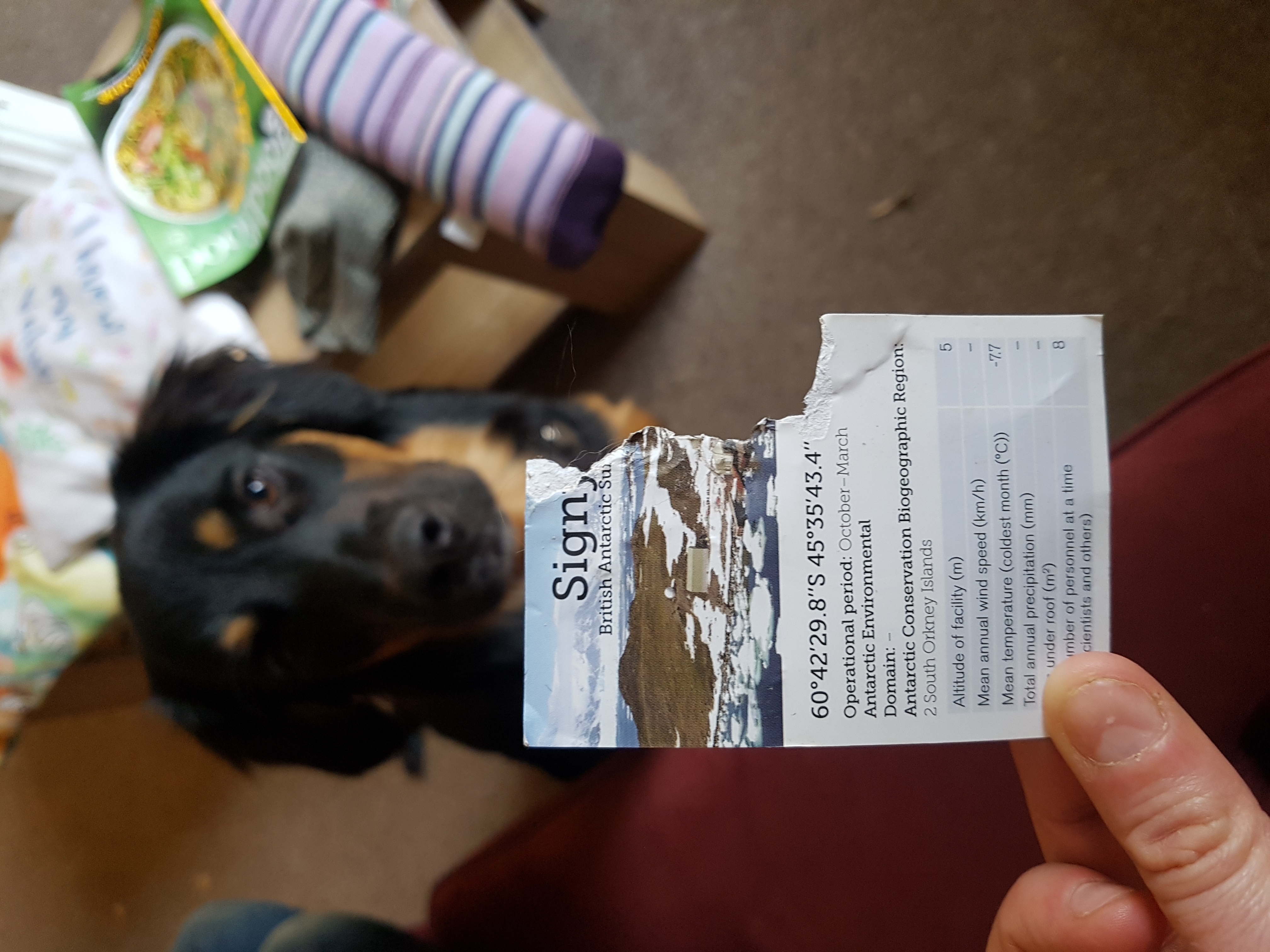 Image of a chewed piece of paper. Unapologetic dog pictured in background.