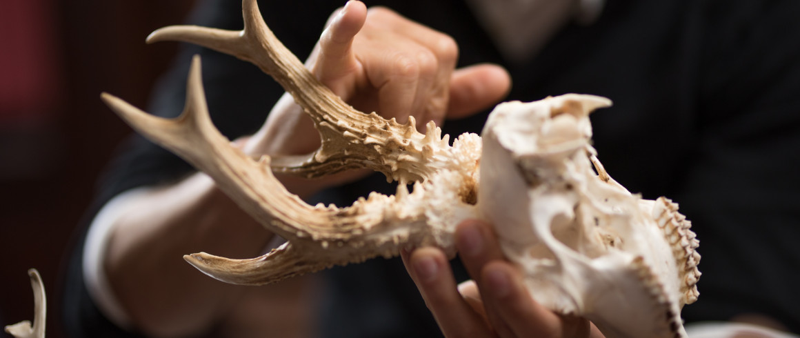 a person pointing at an animal skull with horns