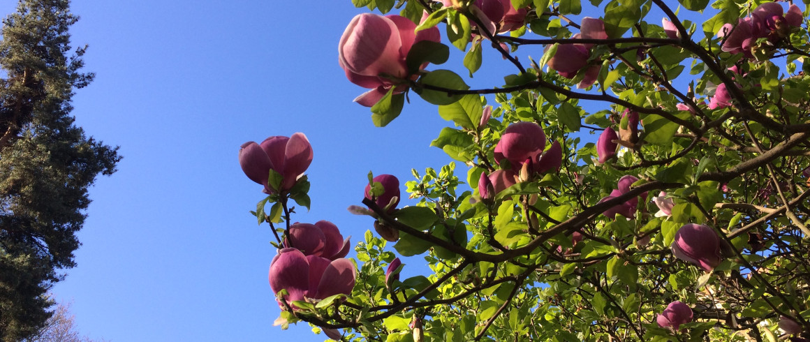Image of magnolia in College