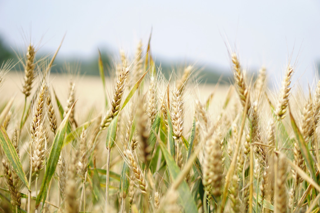 Barley growing in a field